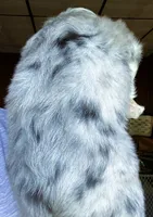 Juno, a female Australian Shepherd for sale in Blacksburg, SC – 7 of 7