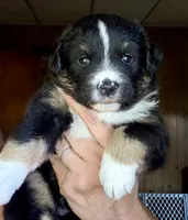 Wylie, a male Miniature Australian Shepherd for sale in Blacksburg, SC – 2 of 5