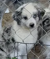 Jandee, a female Australian Shepherd for sale in Blacksburg, SC – 1 of 5