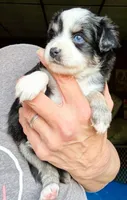 Kaya, a female Toy Australian Shepherd for sale in Blacksburg, SC – 7 of 8