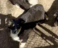 Molly, a female Miniature Australian Shepherd for sale in Blacksburg, SC – Photo 4 of 8