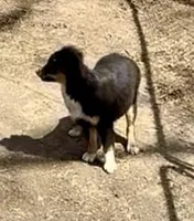 Molly, a female Miniature Australian Shepherd for sale in Blacksburg, SC – Photo 3 of 8