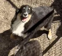 Molly, a female Miniature Australian Shepherd for sale in Blacksburg, SC – Photo 5 of 8