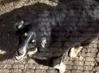 Molly, a female Miniature Australian Shepherd for sale in Blacksburg, SC – Photo 6 of 8