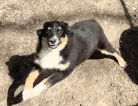 Molly, a female Miniature Australian Shepherd for sale in Blacksburg, SC – Photo 8 of 8