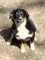 Molly, a female Miniature Australian Shepherd for sale in Blacksburg, SC – Photo 1 of 8