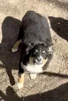 Molly, a female Miniature Australian Shepherd for sale in Blacksburg, SC – Photo 7 of 8