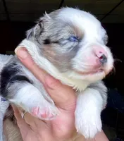 Hero, a male Miniature Australian Shepherd for sale in Blacksburg, SC – 3 of 9