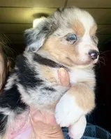 Lumi, a female Miniature Australian Shepherd for sale in Blacksburg, SC – 4 of 6