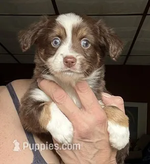 Kee – Toy Australian Shepherd puppy for sale in Blacksburg, SC