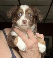 Kee, a male Toy Australian Shepherd for sale in Blacksburg, SC – 1 of 7