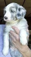 Juno, a female Australian Shepherd for sale in Blacksburg, SC – 3 of 7