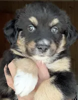 Wynne, a female Miniature Australian Shepherd for sale in Blacksburg, SC – 5 of 7