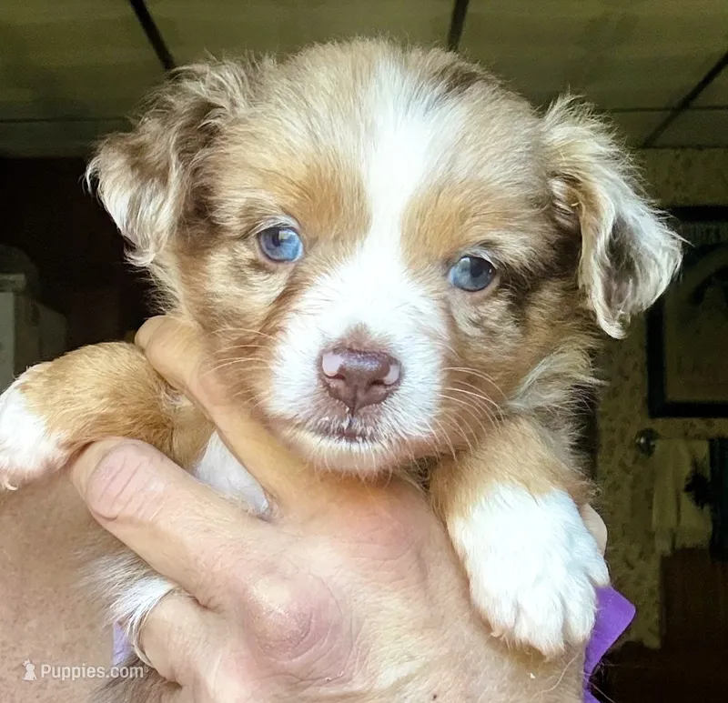 Roo – Toy Australian Shepherd puppy for sale in Blacksburg, SC