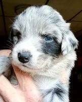 Nala, a female Australian Shepherd for sale in Blacksburg, SC – 2 of 6