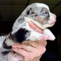 Hero, a male Miniature Australian Shepherd for sale in Blacksburg, SC – 8 of 9