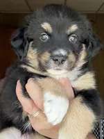 Wynne, a female Miniature Australian Shepherd for sale in Blacksburg, SC – 6 of 7