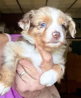 Roo, a male Toy Australian Shepherd for sale in Blacksburg, SC – 5 of 9