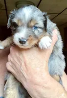Nova, a female Australian Shepherd for sale in Blacksburg, SC – 4 of 8