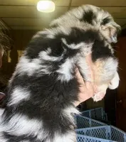 Lumi, a female Miniature Australian Shepherd for sale in Blacksburg, SC – 6 of 6