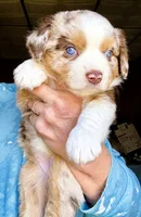 Cass, a female Toy Australian Shepherd for sale in Blacksburg, SC – Photo 3 of 7