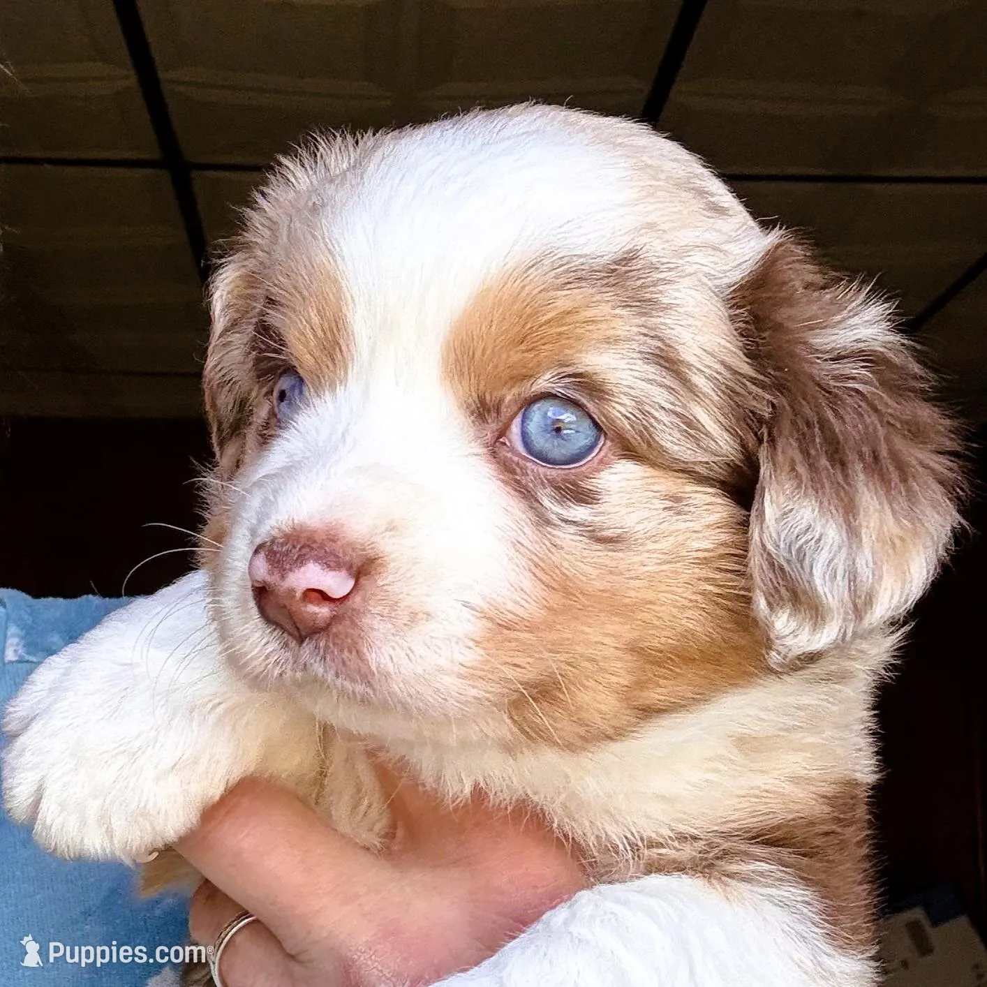 Cass, a female Toy Australian Shepherd for sale in Blacksburg, SC – Photo 1 of 7