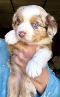 Cass, a female Toy Australian Shepherd for sale in Blacksburg, SC – Photo 4 of 7