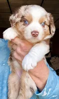 Cass, a female Toy Australian Shepherd for sale in Blacksburg, SC – Photo 2 of 7
