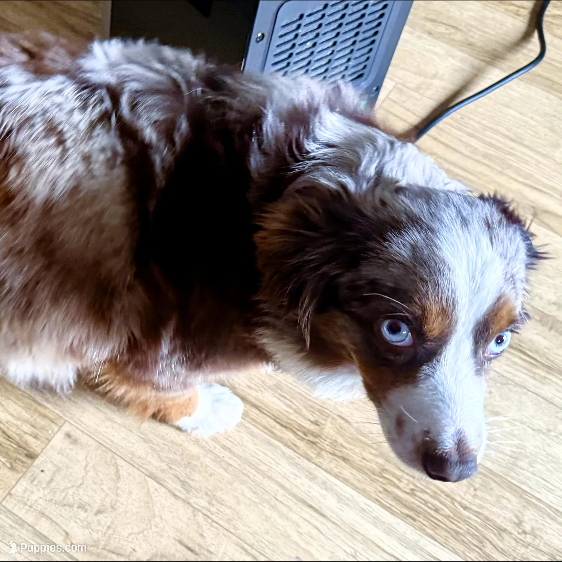 Cass, a female Toy Australian Shepherd for sale in Blacksburg, SC – Photo 6 of 7