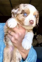 Cass, a female Toy Australian Shepherd for sale in Blacksburg, SC – Photo 5 of 7