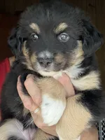 Wynne, a female Miniature Australian Shepherd for sale in Blacksburg, SC – 7 of 7