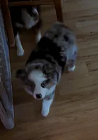 Hero, a male Toy Australian Shepherd for sale in Blacksburg, SC – 5 of 7
