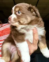 Cazzy, a female Toy Australian Shepherd for sale in Blacksburg, SC – Photo 4 of 6