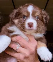 Cazzy, a female Toy Australian Shepherd for sale in Blacksburg, SC – Photo 5 of 6