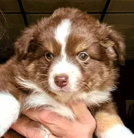 Cazzy, a female Toy Australian Shepherd for sale in Blacksburg, SC – Photo 2 of 6