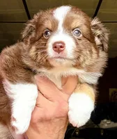 Cazzy, a female Toy Australian Shepherd for sale in Blacksburg, SC – Photo 3 of 6