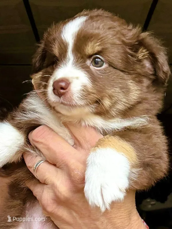 Cazzy – Toy Australian Shepherd puppy for sale in Blacksburg, SC