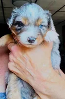 Nova, a female Australian Shepherd for sale in Blacksburg, SC – 6 of 8