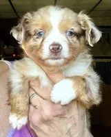 Roo, a male Toy Australian Shepherd for sale in Blacksburg, SC – 2 of 9