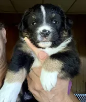 Wylie, a male Miniature Australian Shepherd for sale in Blacksburg, SC – 3 of 5