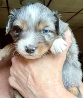 Nova, a female Australian Shepherd for sale in Blacksburg, SC – 5 of 8