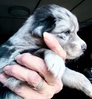Nala, a female Australian Shepherd for sale in Blacksburg, SC – 5 of 6
