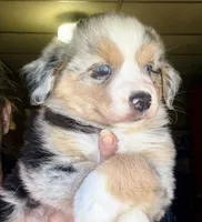 Lumi, a female Miniature Australian Shepherd for sale in Blacksburg, SC – 3 of 6
