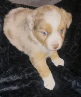 Linus, a male Miniature Australian Shepherd for sale in Blacksburg, SC – Photo 2 of 8