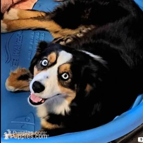 Linus, a male Miniature Australian Shepherd for sale in Blacksburg, SC – Photo 7 of 8