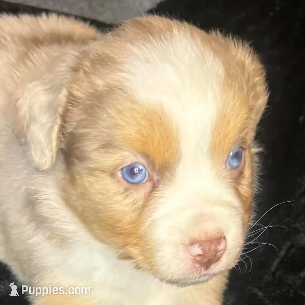 Linus, a male Miniature Australian Shepherd for sale in Blacksburg, SC – Photo 4 of 8