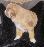 Linus, a male Miniature Australian Shepherd for sale in Blacksburg, SC – Photo 6 of 8