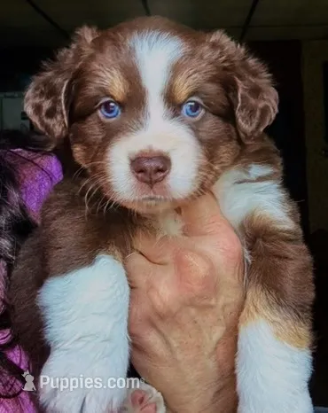 Caia – Miniature Australian Shepherd puppy for sale in Blacksburg, SC