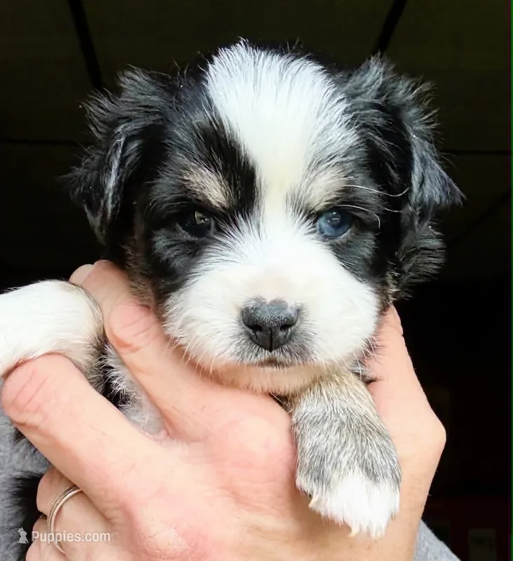 Kaya – Toy Australian Shepherd puppy for sale in Blacksburg, SC