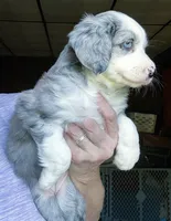 Juno, a female Australian Shepherd for sale in Blacksburg, SC – 4 of 7